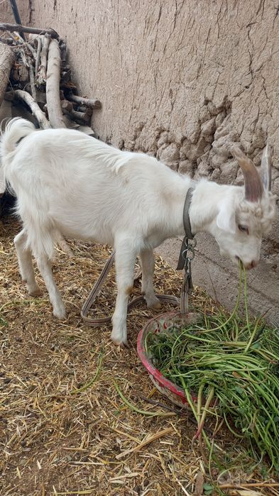 2ta echki sotladi