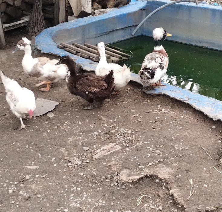 Rate și Rățoi moțate