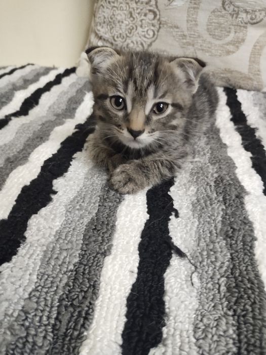 Котенок  в хорошие руки