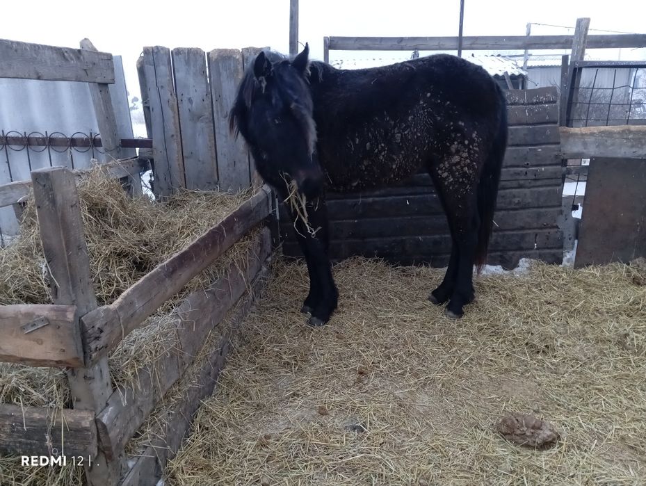 Продам тайку девочку