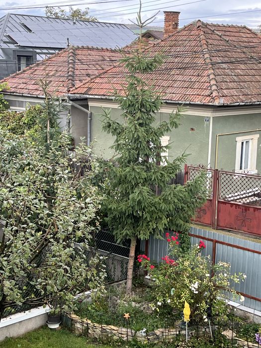 Brad verde si argintiu viu brazi de Craciun