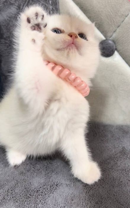 Serebristiy shinshila Britanlar sotiladi