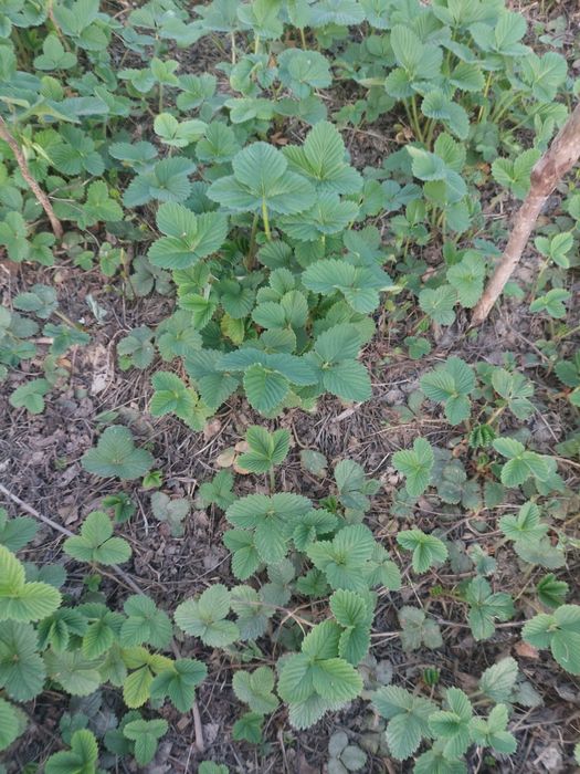 Клубника көшеті Рассада клубники