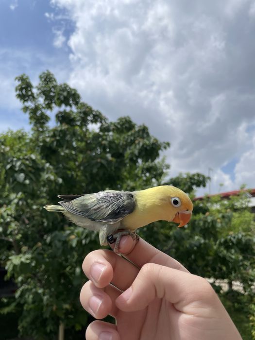 Продаются ручные попугаи