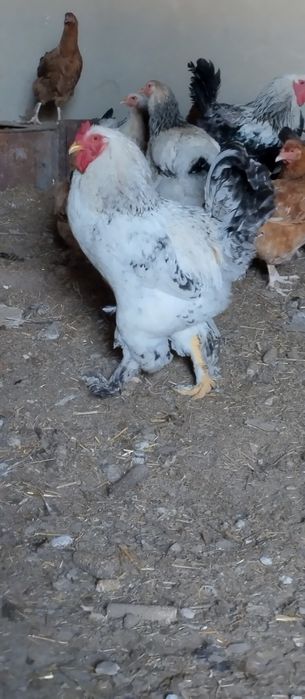 Brama xoʻrozi 4ta bor 250mingdan