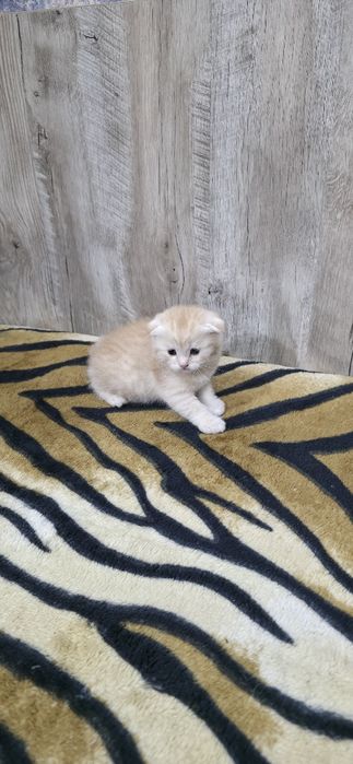 Шотландские вислоухие