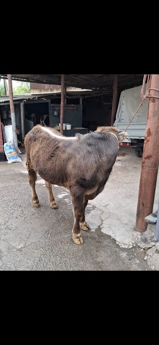 Продам бычка алатауской породы!