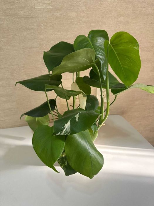 Продам монстеру альба