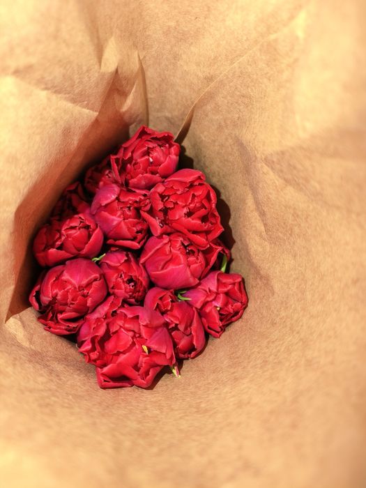 тюльпаны акция! От 140 до 400тг