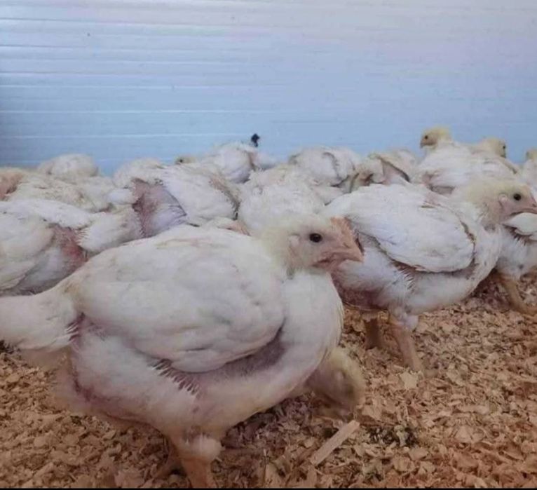 Pui alb de carne si pui rasa mixta