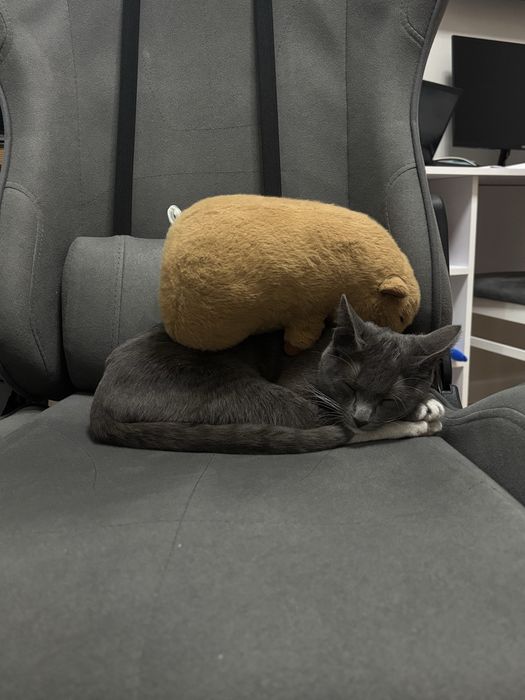 Отдаю кошку даром