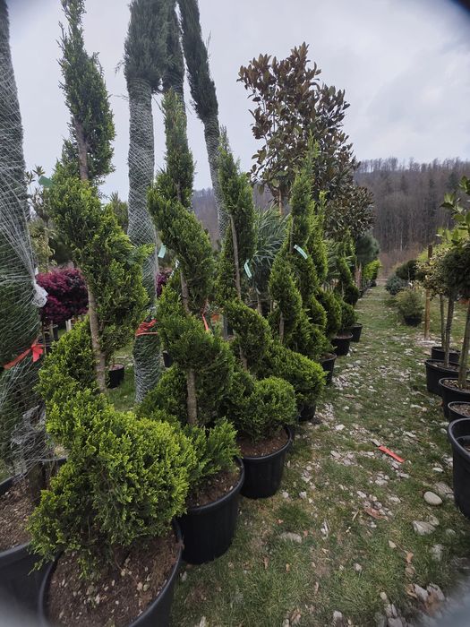 Tuia spirala,pom pon