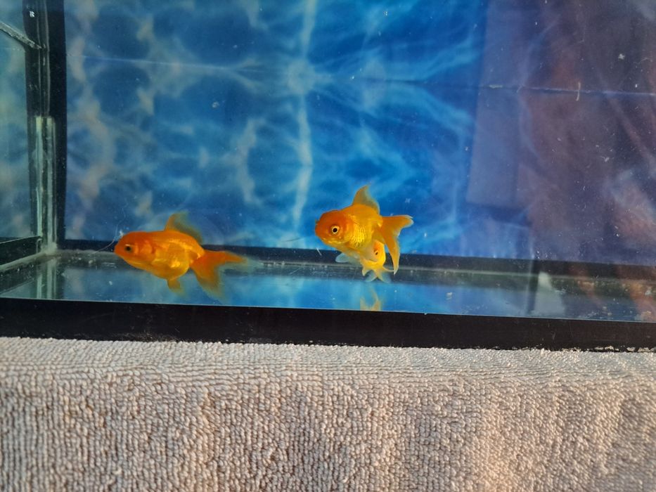 Продаю рыбок Аранды
