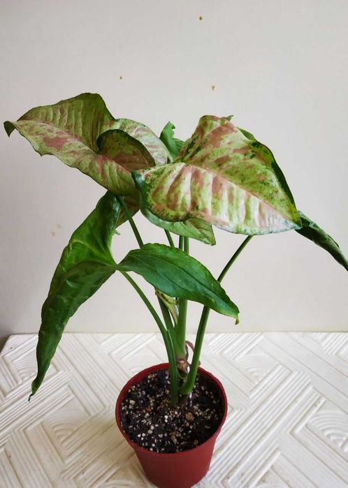 Молодой сингониум Конфетти Три колор