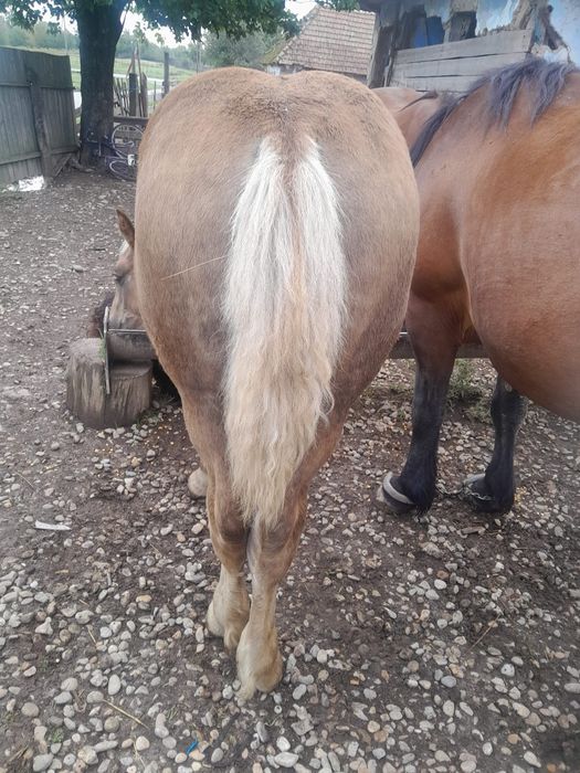 Vând mânz de 5 luni