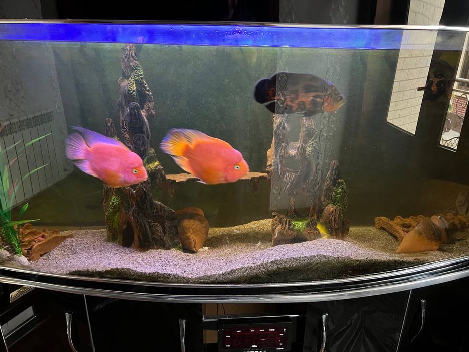 akvaryum 500 litir hamma narsasi bilan sotiladi