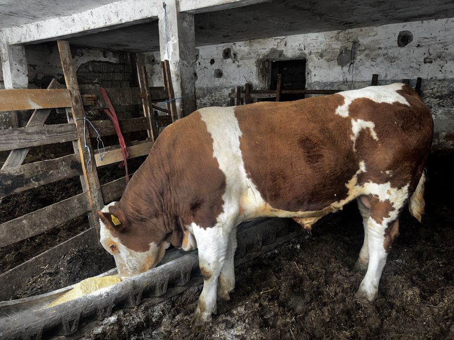 Bovine de vanzare