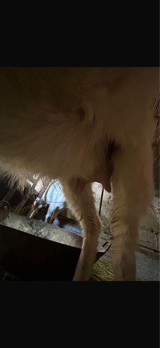 Продам доеных коз срочно