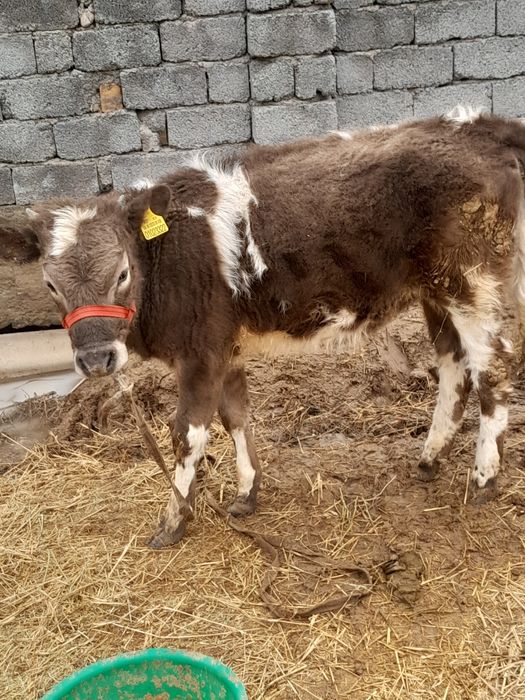 Тана сатылады ..