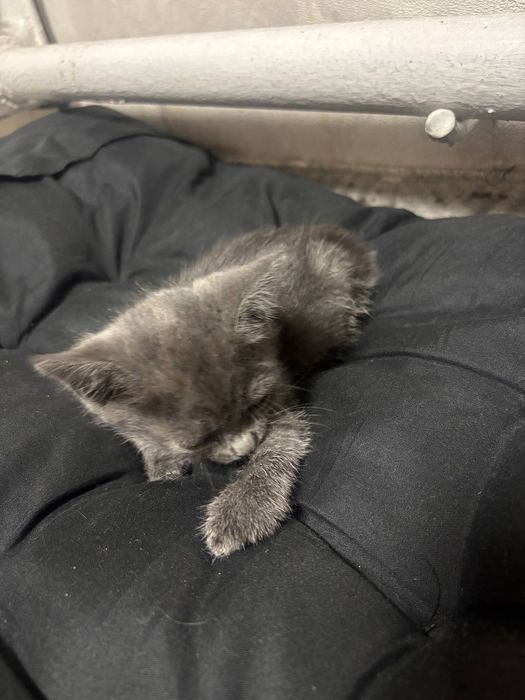 Котенок бесплатно