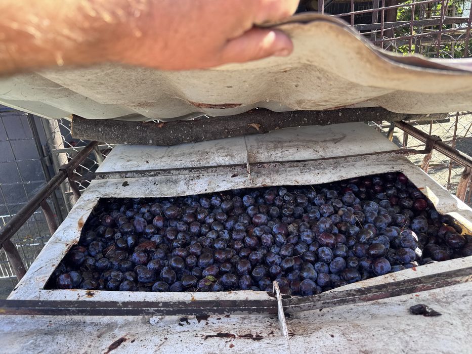Prune de vanzare