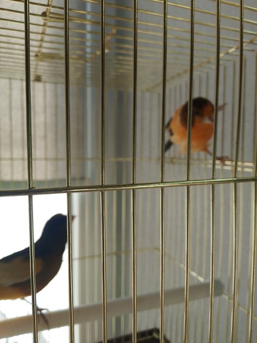 Продам канареек.