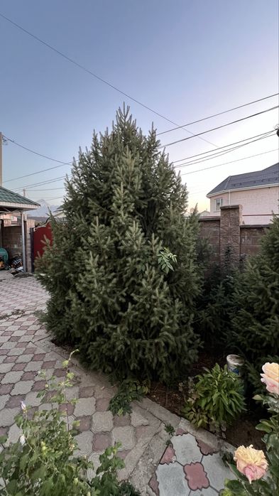 Продам живые  ели