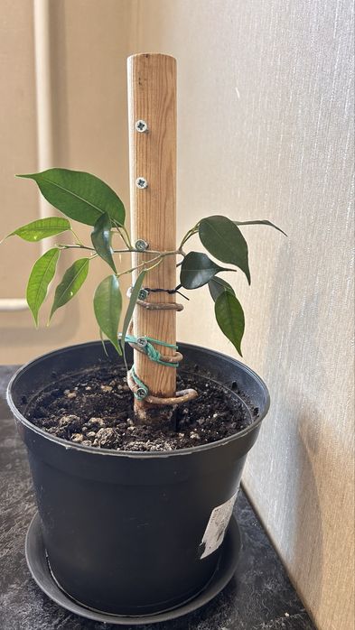 Фикус бенджамена спираль