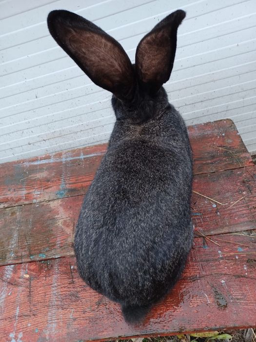 Vand femele iepure urias german