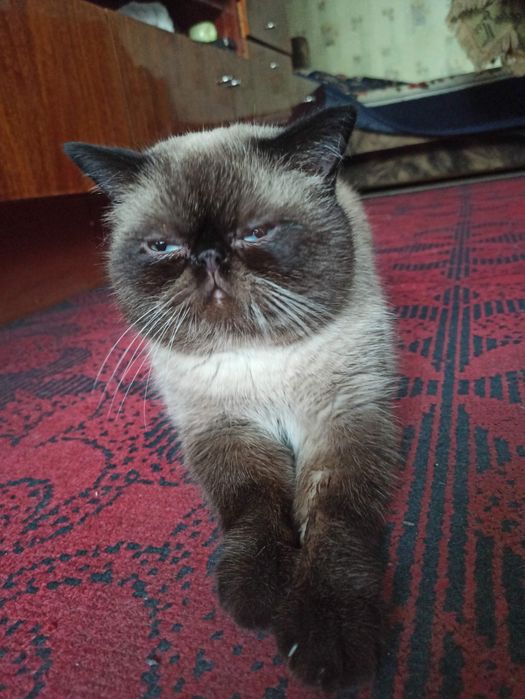 Кот экзот для вязки