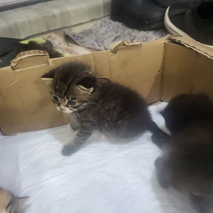 Прлдаю котят 18 числа будет 1 мес.
