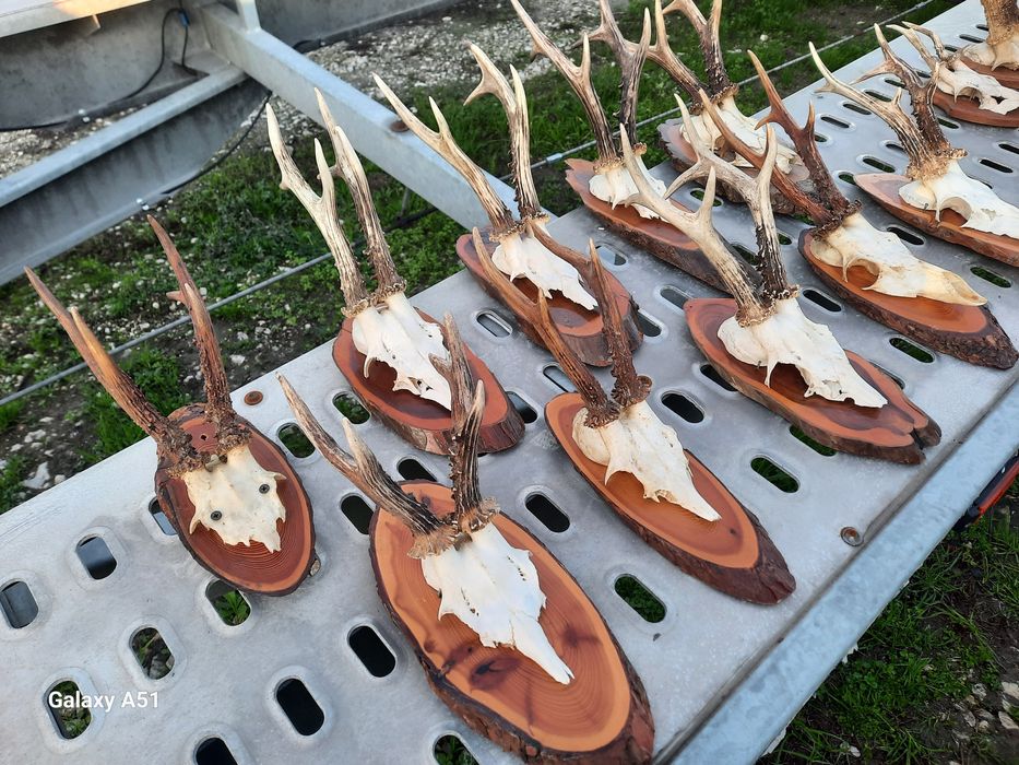 Еленски рога Трофей