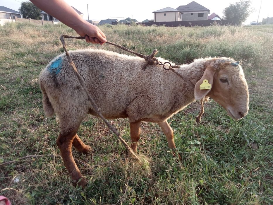 Продам барана !!