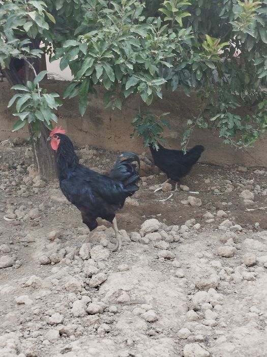 Xoʻroz bilan tovuq  tuhumda 1 yosh. Zoti  avstralop tozasi