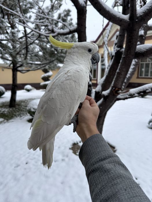 Какаду сотилади ручной гапиради.
