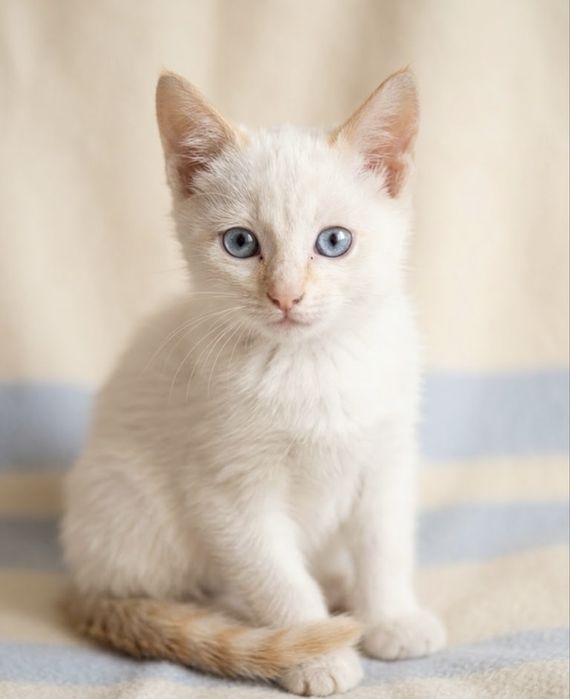 Белый котенок в добрые руки
