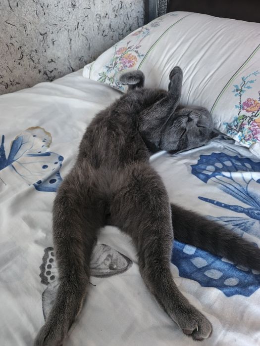 Mushuk Scottish fold erkak soglom