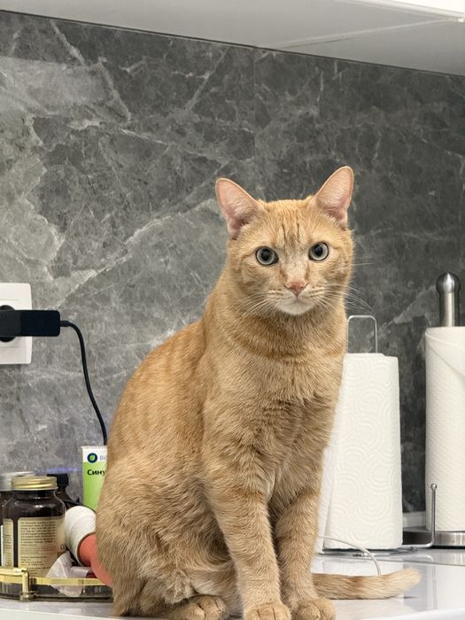 Ласковый домашний  кот ищет семью