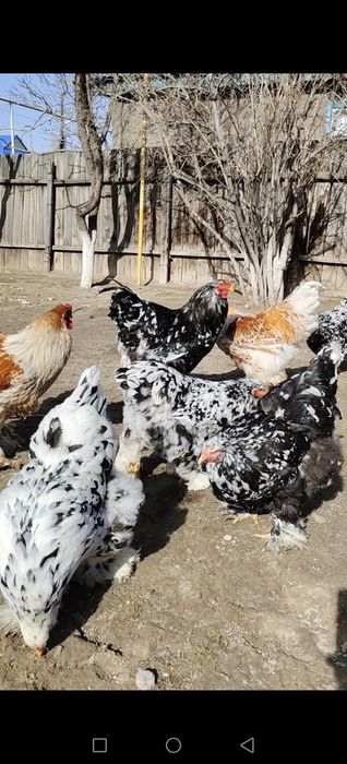 Яйцо Брамы Инкубационные.