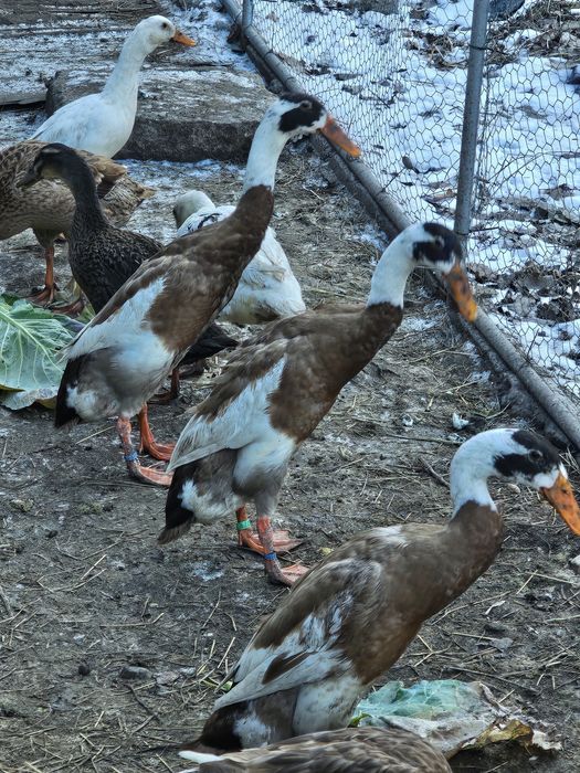 Oua pentru incubat rata indiana alergatoare, cayuga, muta