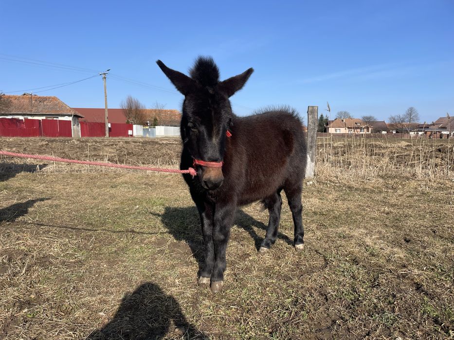 mama ponei si tata măgar
