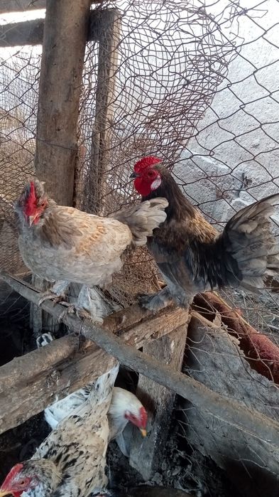 Японские карлики