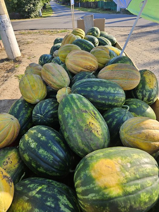 Pepeni Mirsini de vânzare !!