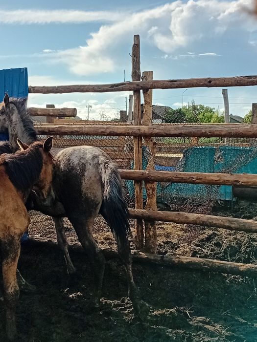 Продам тай кобылка с откорма