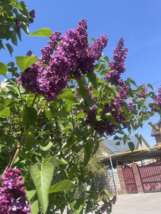 Сирень на срез для букетов