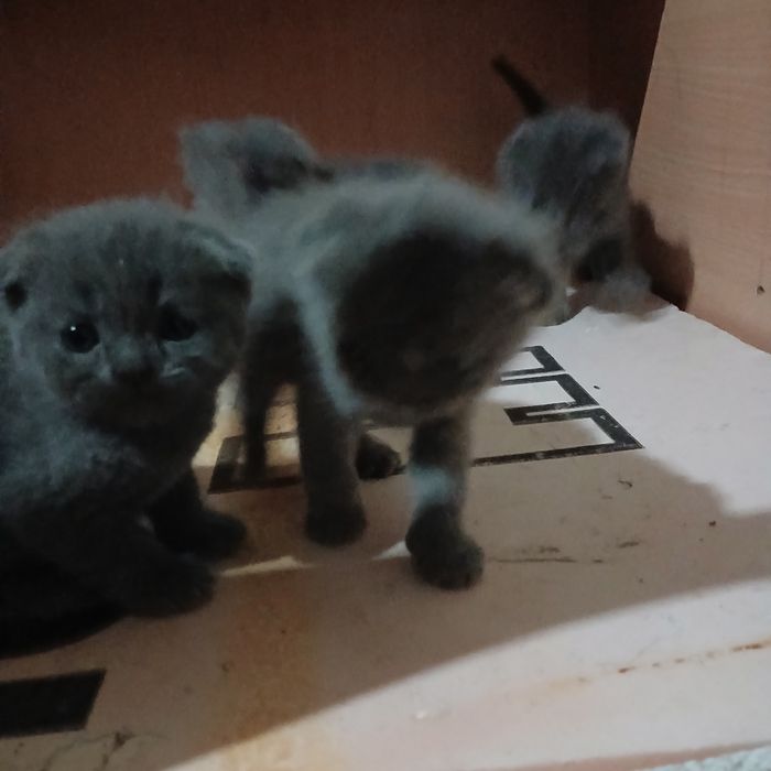 Котята веслоухие продоеться осталос 2шт