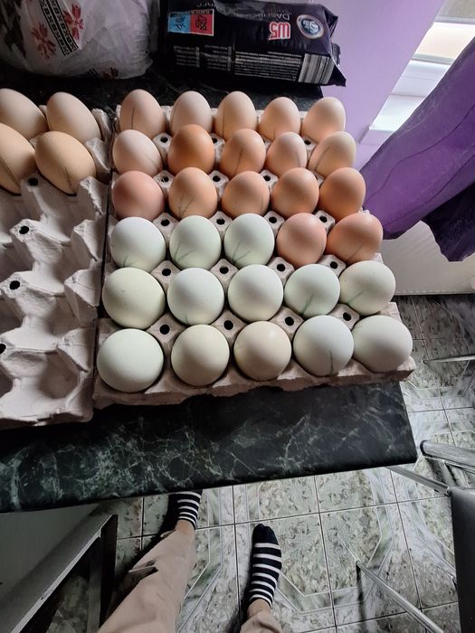 Ouă motate golașe