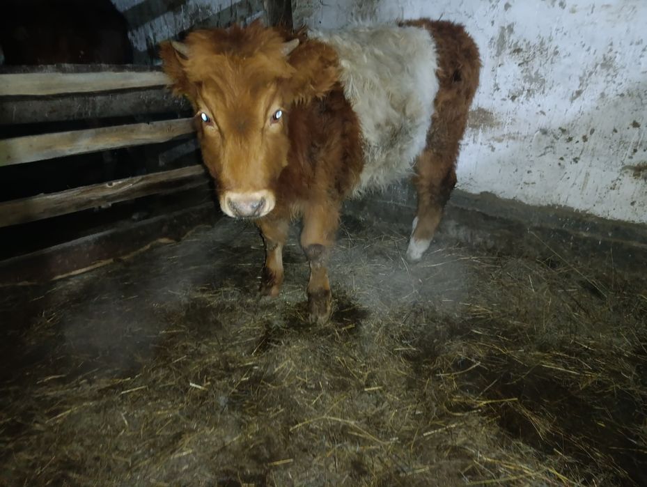 Потсос сатылады Ұрғашы