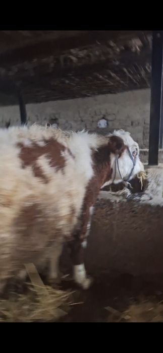 3 бас буха сатылады