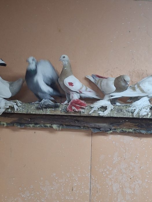 Продам голубей игра гребля тяга